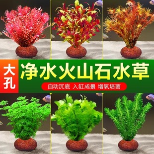 鱼缸火山石水草植物造景专用真草水培蜈蚣草水榕绿菊净化水质套餐