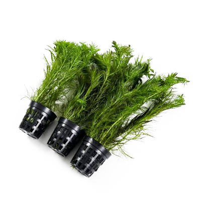 羽毛水草狐尾草鱼缸造景红羽毛