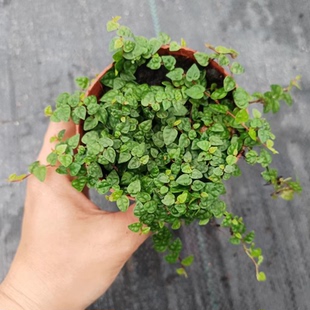 小叶霹雳爬藤匍匐生长植物雨林缸附生造景水陆缸藤蔓攀爬薜荔绿植