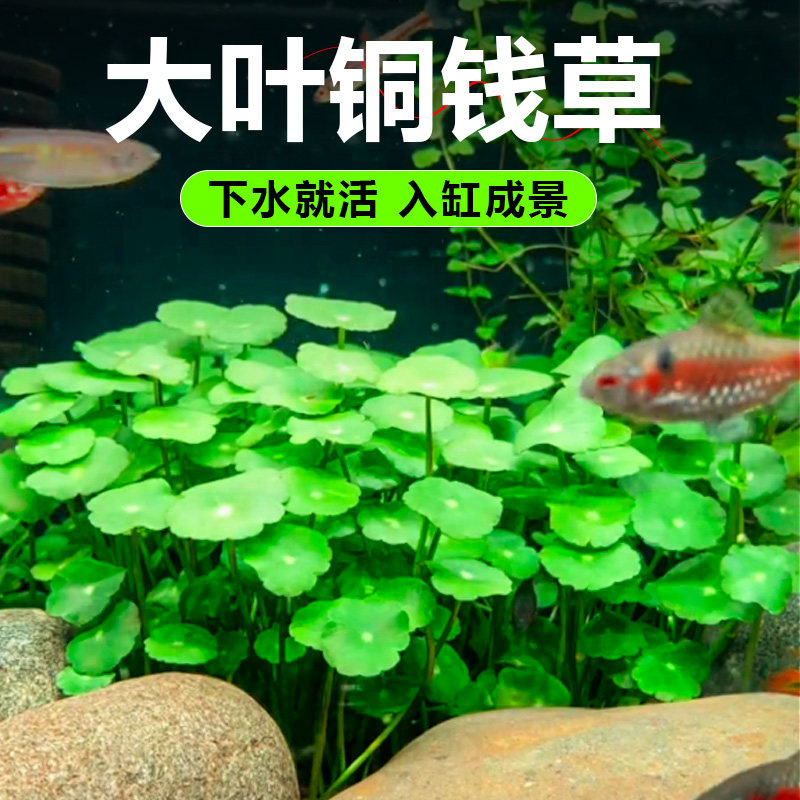 铜钱草水草水培植物盆栽室内外养鱼大叶金钱草根芽好养增氧净水草