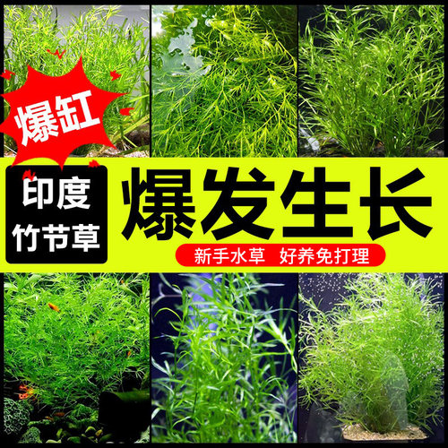 印度小竹节草水草好养鱼缸造景