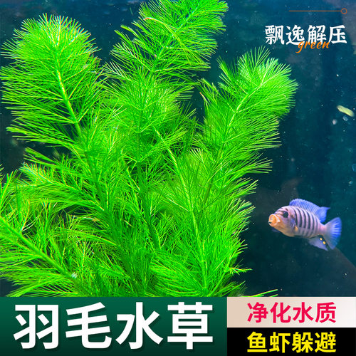 羽毛水草狐尾草鱼缸造景红羽毛