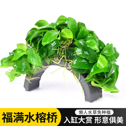 福满迷你黄金榕拱桥鱼缸造景
