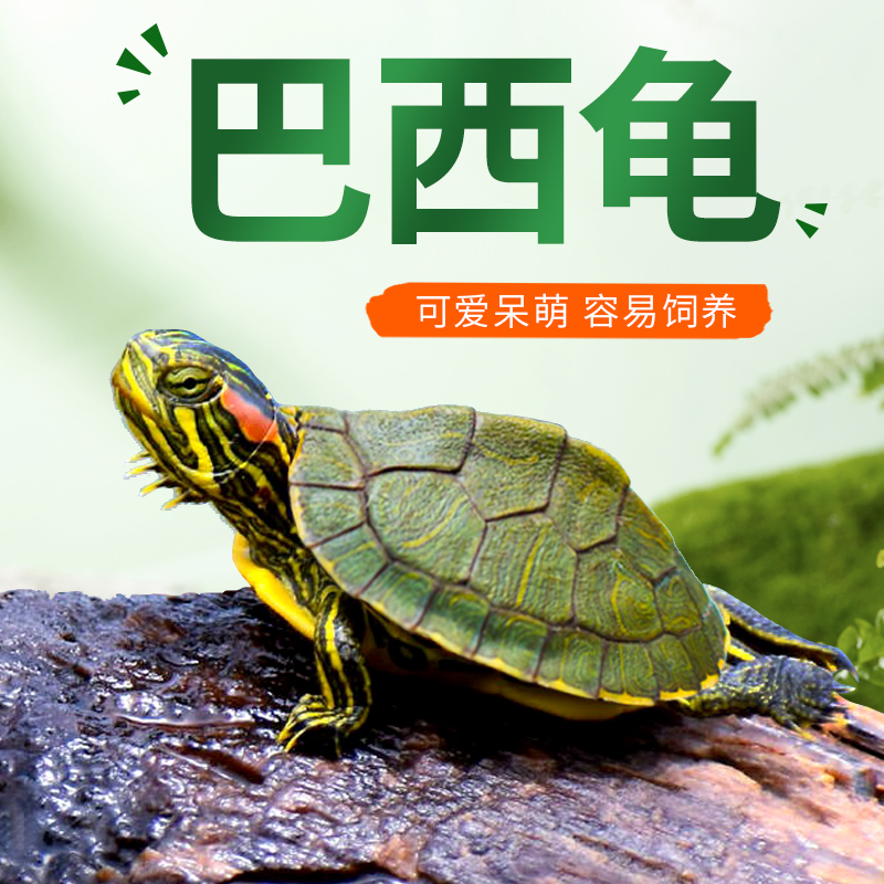 巴西龟宠物龟活体活物红耳龟水龟幼苗观赏大乌龟好养活小宠物龟苗