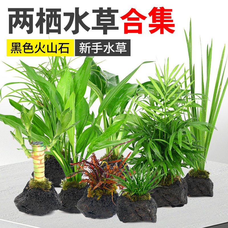 黑火山石水草挺水植物鱼缸造景水陆缸乌龟缸专用阴性摆件净水增氧,宠物/宠物食品及用品,水草,淘宝优惠券,粉丝福利购,淘宝优惠卷
