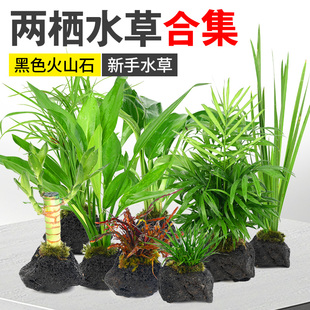 黑火山石水草挺水植物鱼缸造景水陆缸乌龟缸专用阴性摆件净水增氧