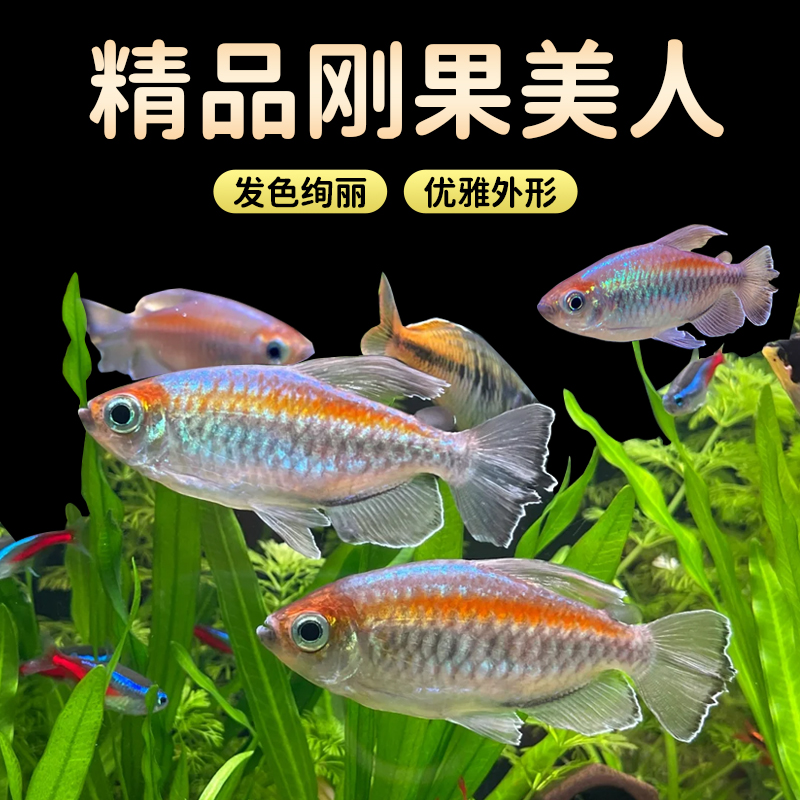 刚果美人热带鱼观赏鱼电光美人石美人鱼斑马红绿灯群游鱼活体鱼苗