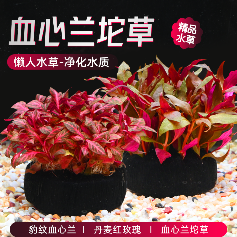 血心兰大坨草鱼缸造景豹纹血心兰红坨丹麦红玫瑰大坨新手定植水草