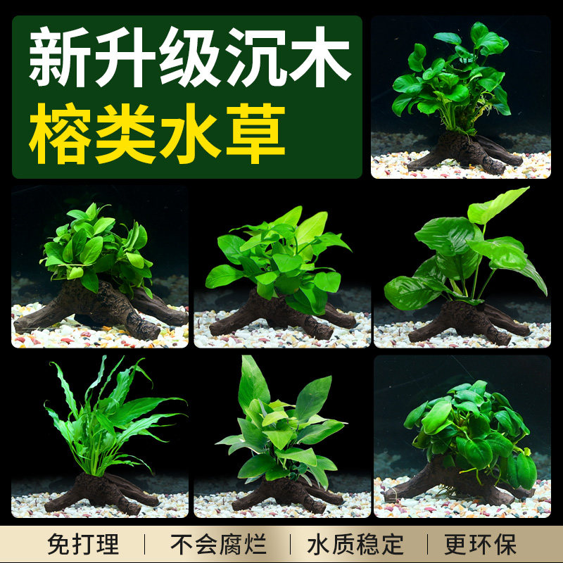 水榕沉木鱼缸水草植物真草水培增氧装饰阴性升级仿真沉木懒人造景,宠物/宠物食品及用品,水草,淘宝优惠券,粉丝福利购,淘宝优惠卷