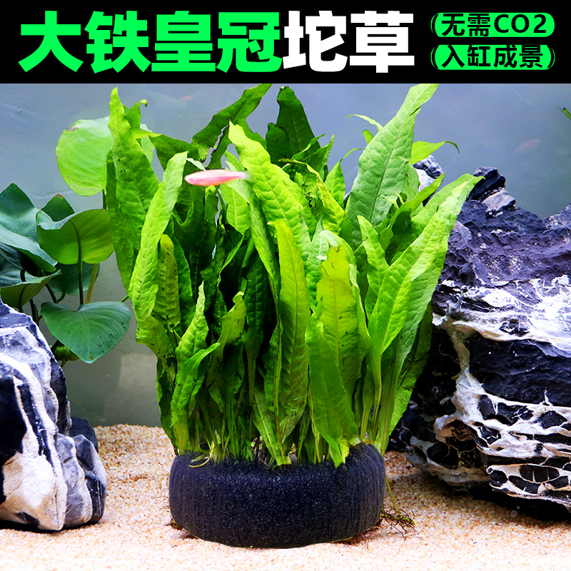 大铁皇冠坨大坨草鱼缸造景