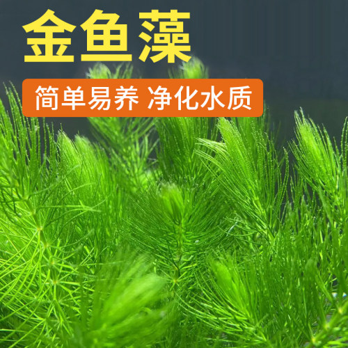 金鱼藻鱼缸造景羽毛水草蜈蚣草