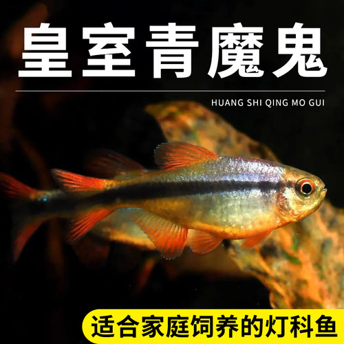 皇室青魔鬼鱼小型热带鱼活体观赏鱼高端七彩魔鬼草缸群游稀有包邮