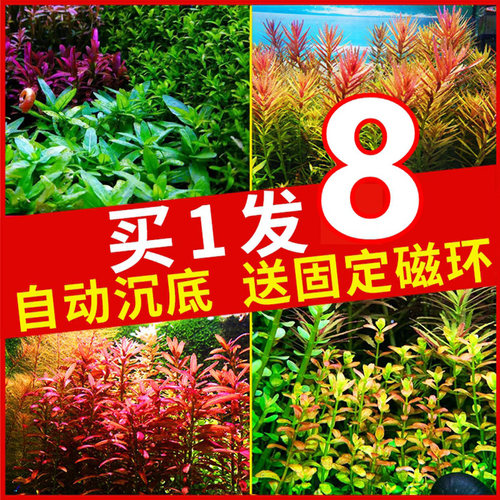 水草鱼缸植物阴性造景