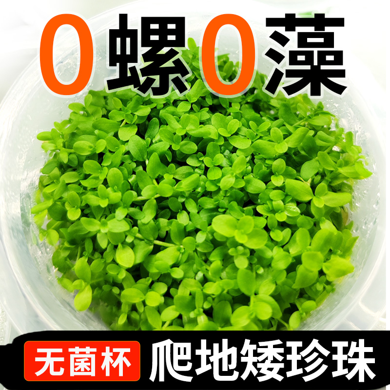 无菌杯爬地矮珍珠水草植物鱼缸