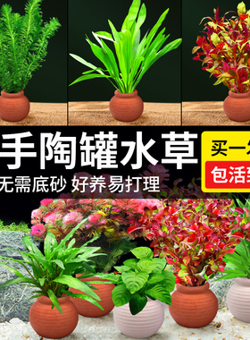 水草鱼缸造景摆件增氧阴性水培榕绿菊蜈蚣草净水定植陶罐水草套餐