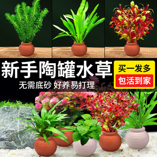 水草鱼缸造景摆件陶罐水草