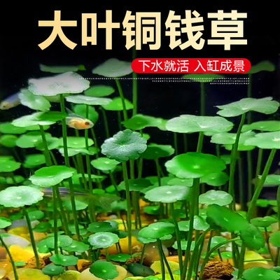 铜钱草水草鱼缸专用净化水质