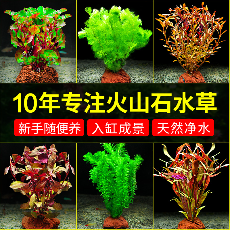 火山石水草植物真草鱼缸水草造景懒人新手养鱼套餐后景坨草蜈蚣草
