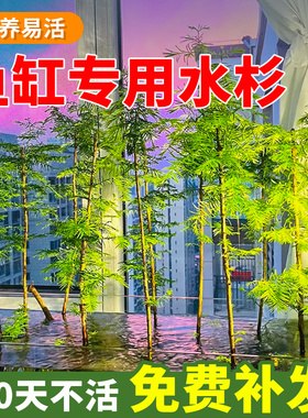 水杉鱼缸造景水培溪流缸盆栽盆景鱼池水生植物绿植室内外水草客厅