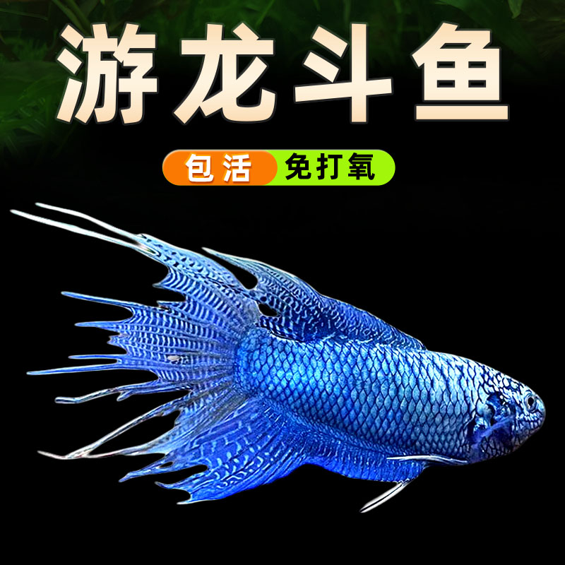 中国斗鱼游龙活鱼冷水淡水观赏鱼鱼苗耐养不打氧无纹蓝好养活鱼