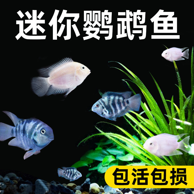 迷你鹦鹉鱼活体鱼小型淡水热带观赏鱼宝蓝白金繁殖种鱼苗草缸淡水