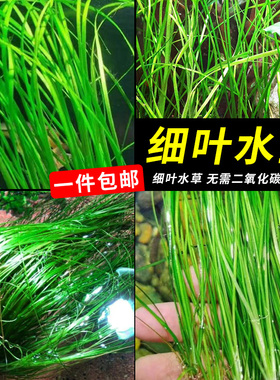 细叶水兰水草植物鱼缸造景丝带水兰ADA造景专用无co2新手阴性真草