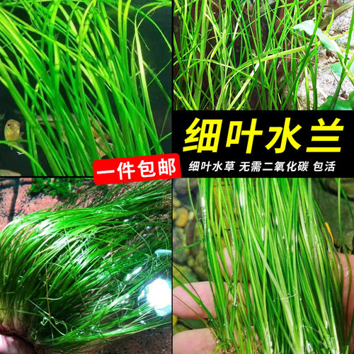 细叶水兰水草植物鱼缸造景阴性草