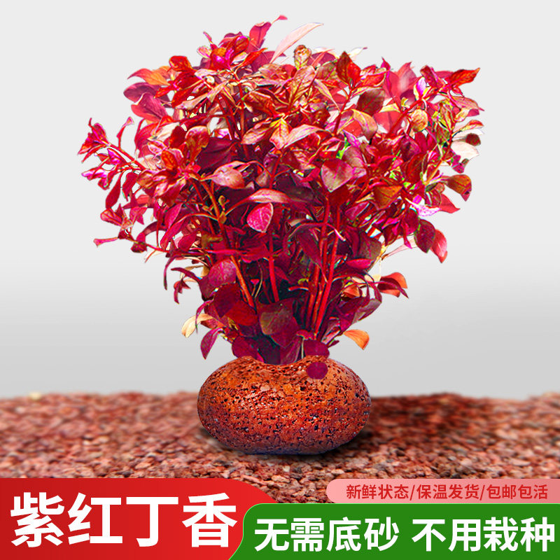 红丁香火山石水草植物鱼缸造景专用阴性水培真草阴性小鱼缸大坨草