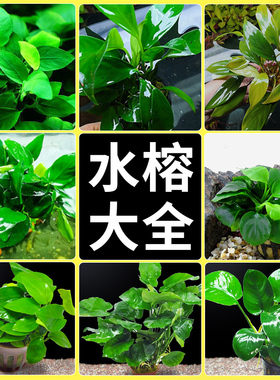 水榕水草沉木植物真草造景阴性养鱼淡水鱼缸绿植懒人新手细叶铁草