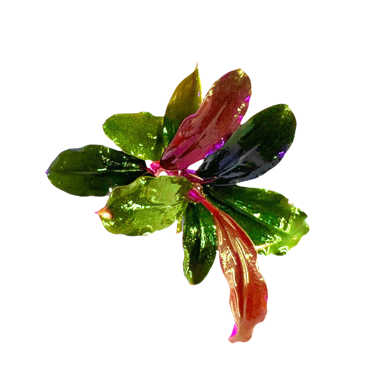 辣椒榕水草蓝精灵幽灵鱼缸造景