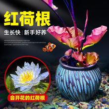 红荷根水草造景水族箱中后景易养睡莲阴性植物懒人淡水真活体碗莲