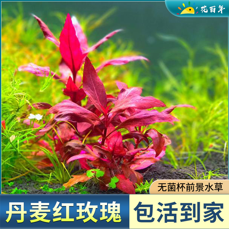 血心兰无菌水草杯丹麦红玫瑰鱼缸水草植物真草造景阴性前景水草