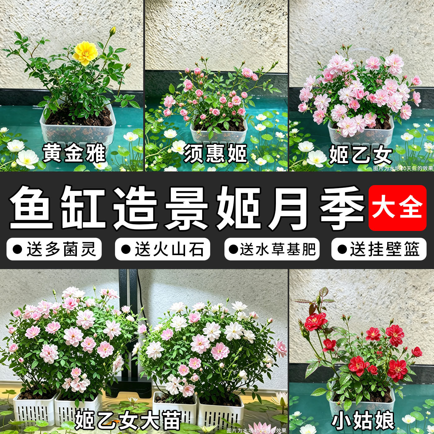 鱼缸水培姬月季姬乙女须惠姬瑾荷大全超微迷你造景带定植篮爆花