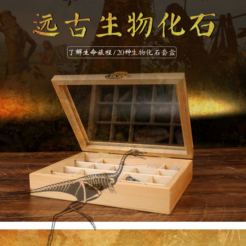 古生物化石原石标本地质科普教学