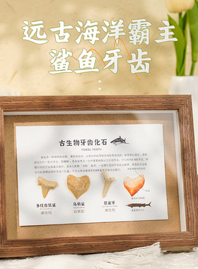 远古生物鲨鱼牙齿化石相框装饰品