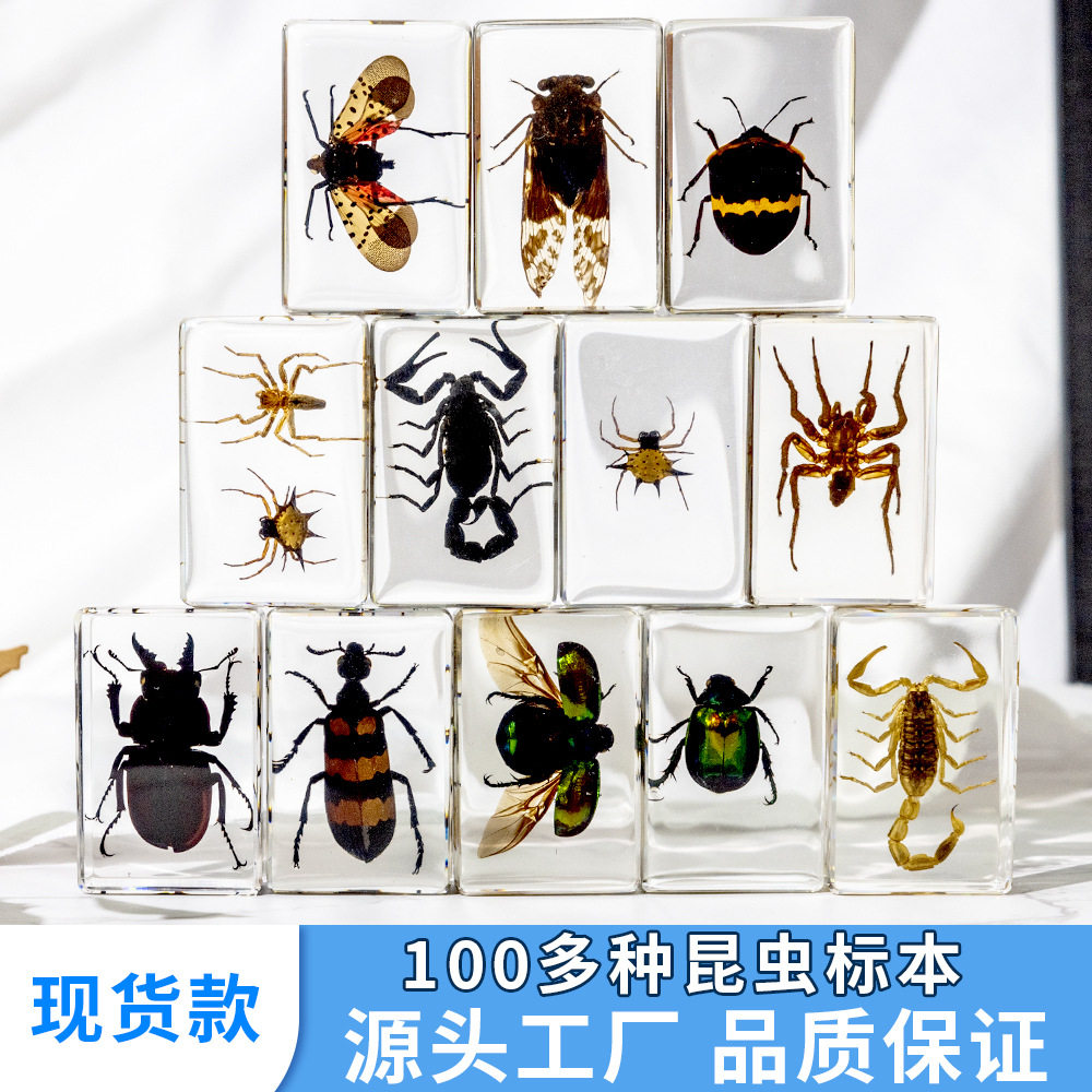 100多种昆虫动物科普教学标本甲虫蜘蛛蝎子树脂滴胶教具研学摆件,文具电教/文化用品/商务用品,教学标本/模型,淘宝优惠券,粉丝福利购,淘宝优惠卷