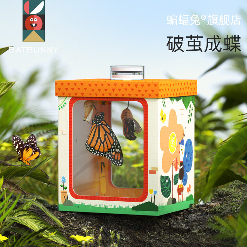 破茧成碟蝴蝶蛹观察盒科学实验