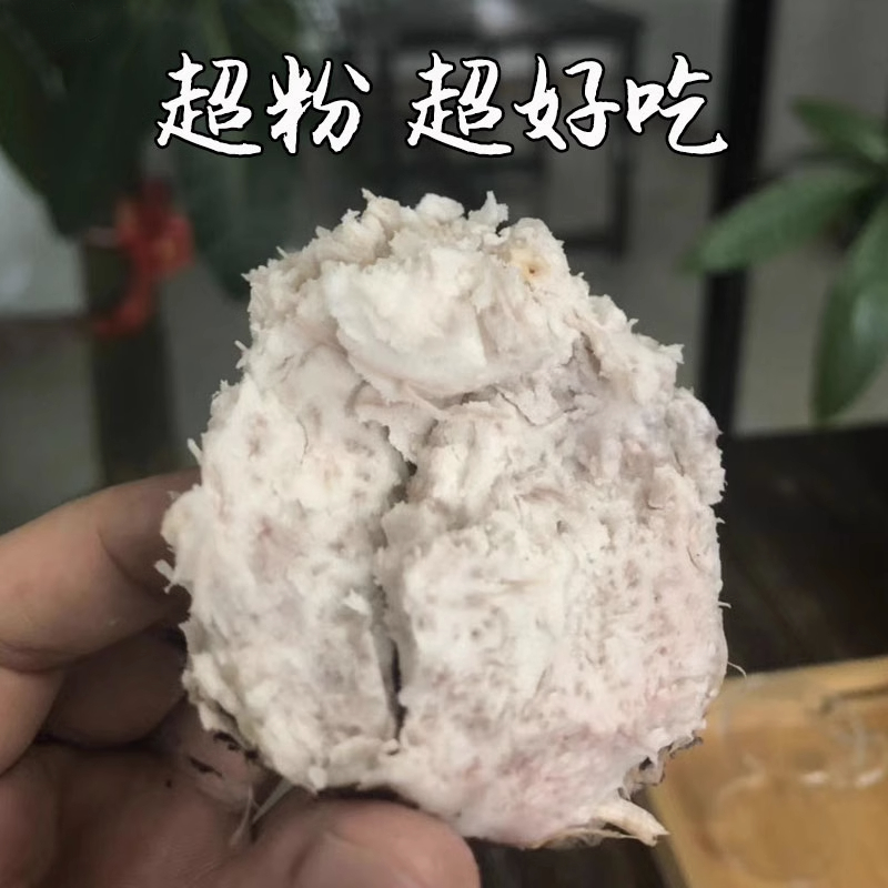 【粉糯香】广西正宗小香芋现挖