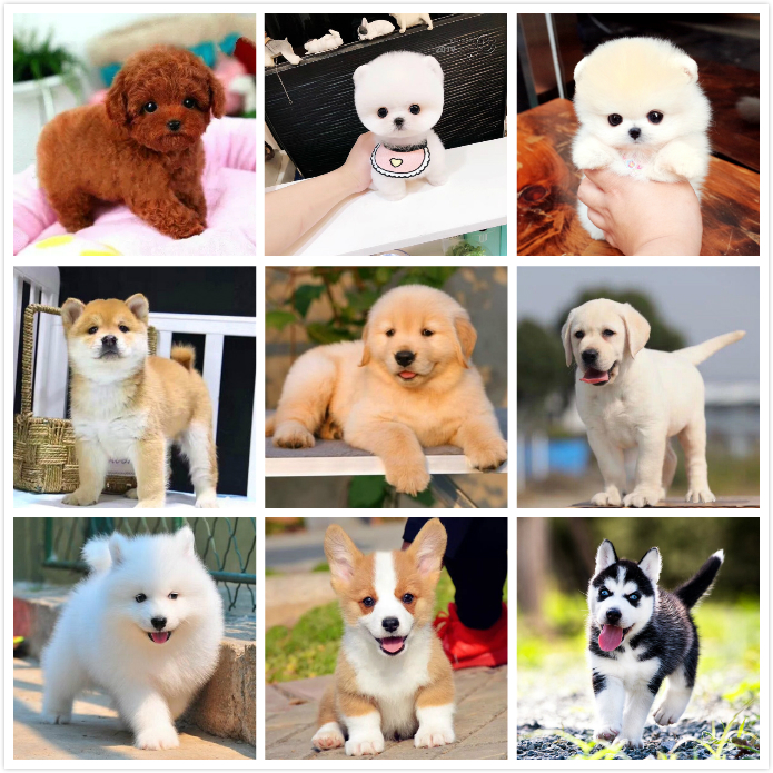 茶杯博美泰迪比熊金毛拉布拉多萨摩耶柯基柴犬哈士奇幼犬宠物狗狗