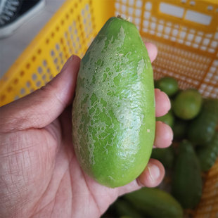 翠柠 自家果园新鲜海南无籽香水柠檬二级果奶茶店二级皮花有点黄