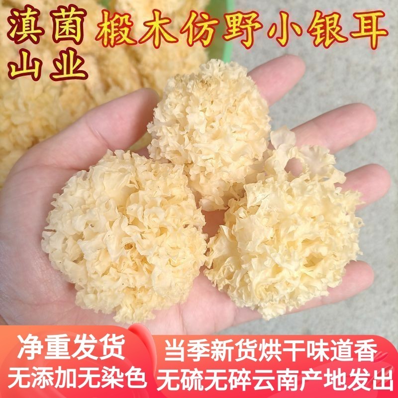 椴木小银耳新货野生糯耳出胶雪耳古田干货白木耳无硫丑耳莲子羹
