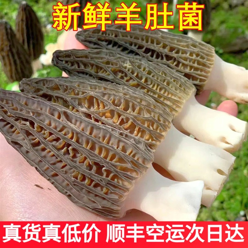 新鲜羊肚菌精选特级礼盒装云南特产野生蘑菇山珍味道鲜美顺丰