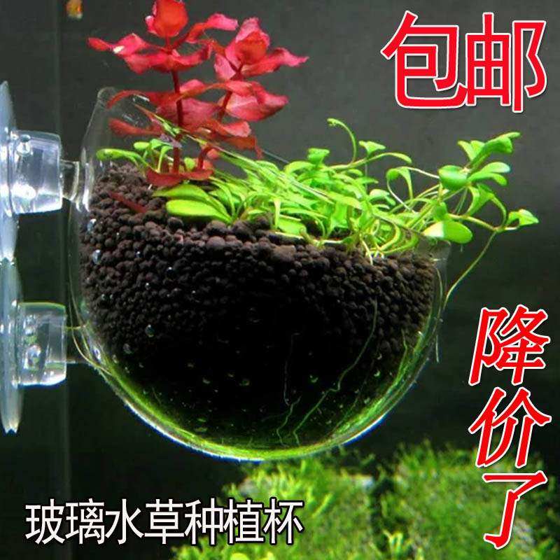 玻璃水草杯价格 玻璃水草杯图片 星期三