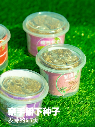 Маленькое детское креативное растение в горшочке для детского сада, наука, подарок на день рождения