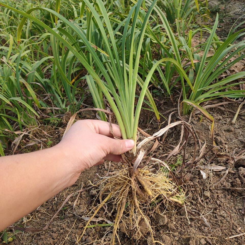 新疆西藏包邮大花萱草苗忘忧草苗公园庭院绿化红花萱草黄花萱草好