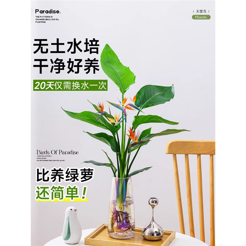 适合一年四季养的花懒人阳台水培天堂鸟盆栽客厅办公室内吸甲醛绿图片