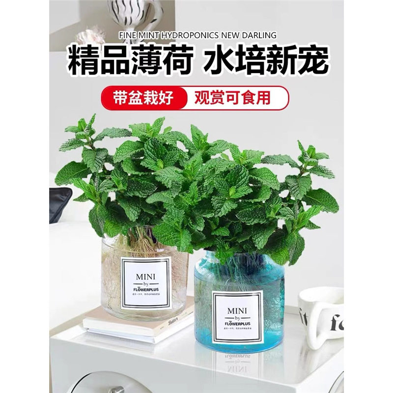 适合一年四季养的花懒人阳台薄荷盆栽水培植物驱蚊可食用柠檬图片