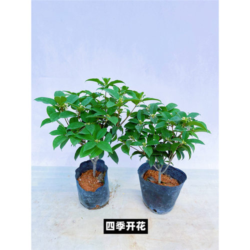 适合一年四季养的花懒人阳台四季桂花盆栽矮霸桩桂花树苗植物景