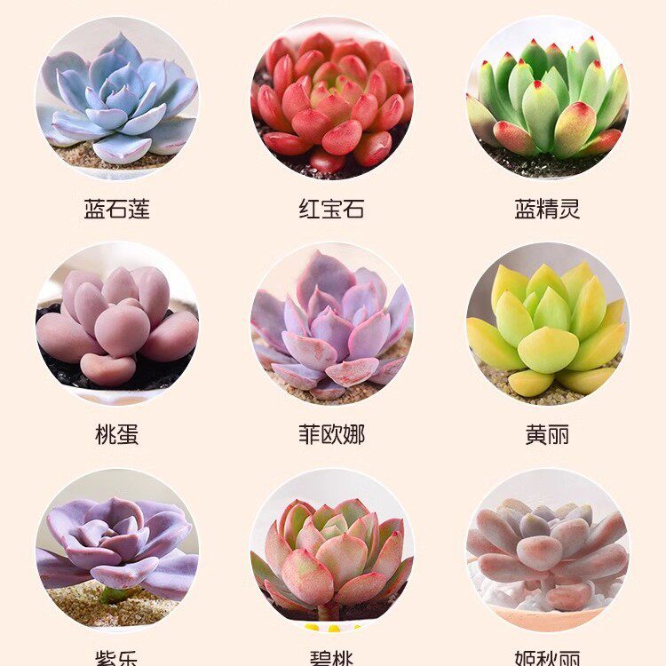 适合一年四季养的花懒人阳台60大型绿植/成品组合盆