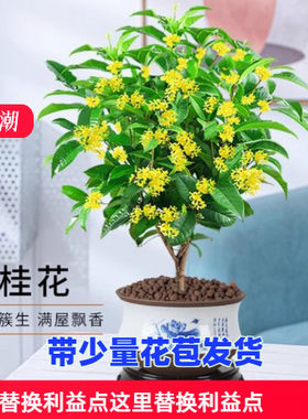 适合一年四季养的花懒人阳台桂花树苗带花苞金桂四季桂开花室内外
